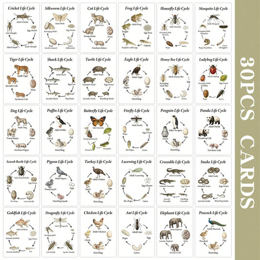 30Pcs Visual Learning Animal Growth Chart Cards- 2.5*3.5inch Educational Science Biology Learning Cards For Classroom And Homeschooling. Nature Study Poster Featuring Butterfly, Frog, Panda, Tiger In