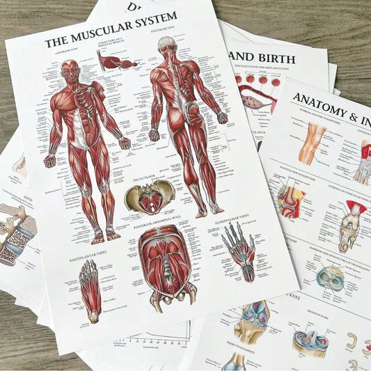 Muscle System Anatomy Poster- Frameless Human Muscle Anatomy Poster, Suitable For Fitness And Exercise Education Sticker, Back To School